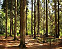 Загородный комплекс "Успех", отдых в сосновом лесу на Днепре