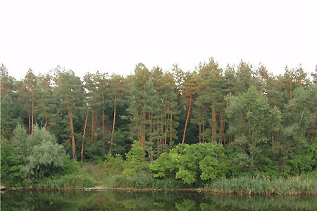Лес Самарский