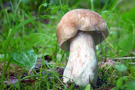 Днепропетровцы, будьте осторожны, ядовитые грибы!