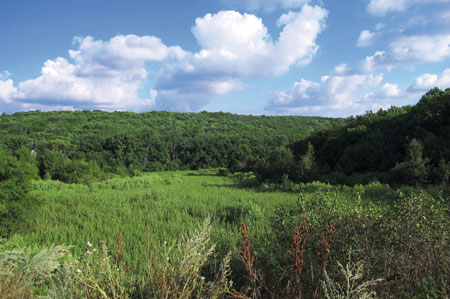 Ліс Комісарівський