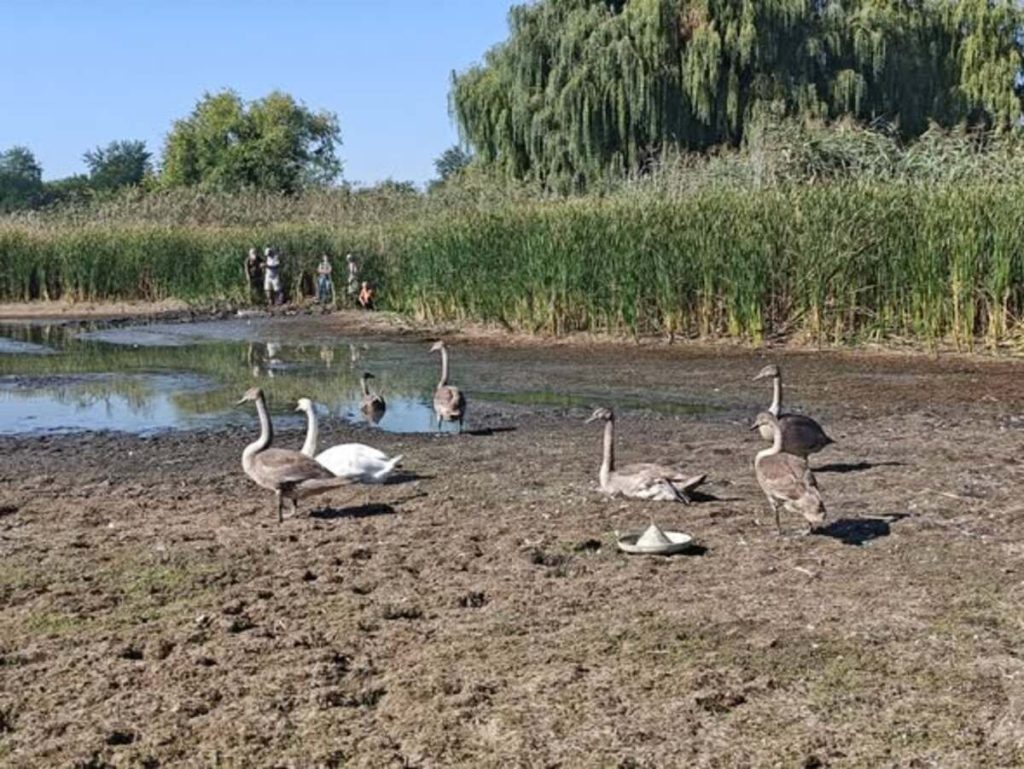 Врятували сімейство лебедів